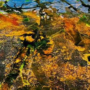 Bloom Despite Chaos by louie . rochon . fine . art, Image 15.