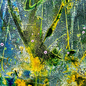 Bloom Despite Chaos by louie . rochon . fine . art, Image 21.