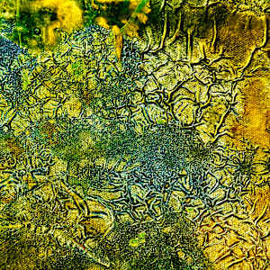 Bloom Despite Chaos by louie . rochon . fine . art, Image 26.