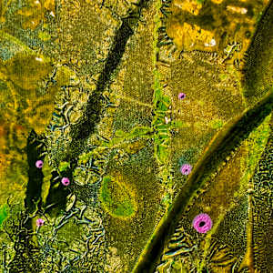 Bloom Despite Chaos by louie . rochon . fine . art, Image 24.