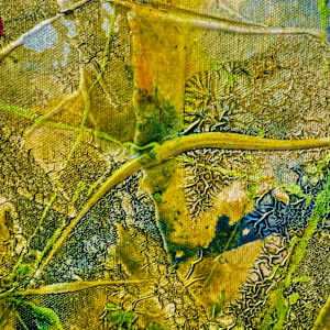 Bloom Despite Chaos by louie . rochon . fine . art, Image 25.