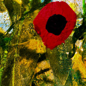 Bloom Despite Chaos by louie . rochon . fine . art, Image 12.