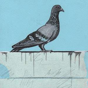 PIGEON ON WALL by Ross Morgan, Image 1.
