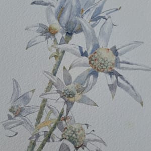A Study of Flowers by M Gathercole