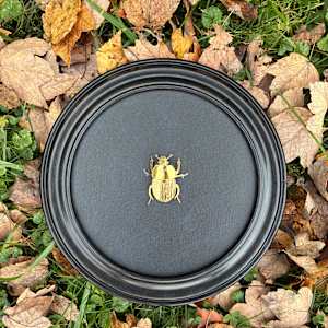 Scarab by Katie Santa Ana