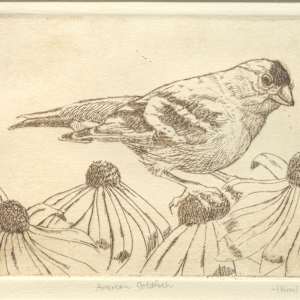 American Goldfinch by Ikumi Kayama