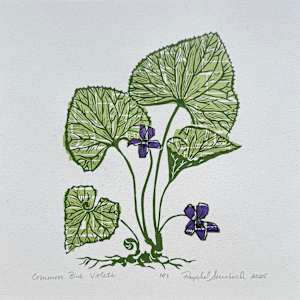 Common Blue Violets by Raychel Steinbach
