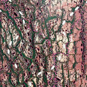 Tree Cells by Patricia Underwood