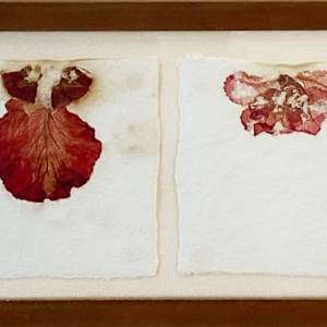 One-Plus-One - Cabbage Leaf & Center by Yvette Grutter, Image 2.