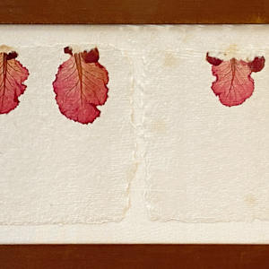 One-Plus-One - Three Cabbages by Yvette Grutter, Image 2.