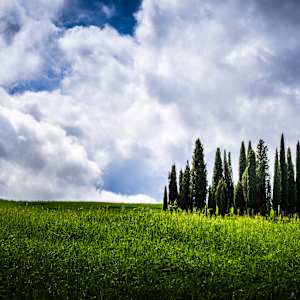 Tuscany - Cypresses by Juan Matorras