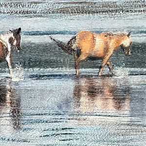 Chincoteague Ponies by Barbara Talbott