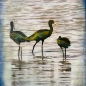Glossy Ibis, Encaustic by Barbara Talbott