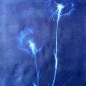 Made a wish 8 by CELINE LEFORT, Image 1.