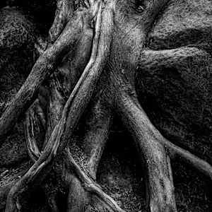 The Wood Kraken 1/10 by Bryan Sabol