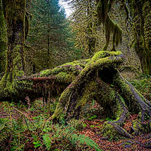 Metamorph 1/10 by Bryan Sabol