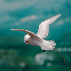 Eye to Eye with a Tropicbird 1/10 by Bryan Sabol
