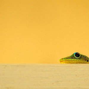 Hello Gecko 1/10 by Bryan Sabol