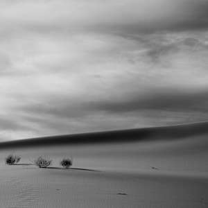 The Three Shrubs of the Apocalypse 1/10 by Bryan Sabol