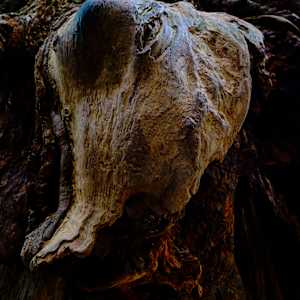 Redwood Burl #1 1/10 by Bryan Sabol