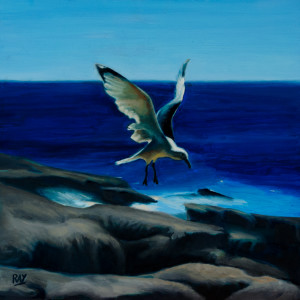 Seagull by Alan Douglas Ray