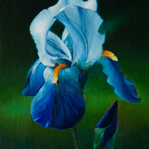 Blue Green Iris Study by Alan Douglas Ray