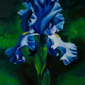 Blue Purple Iris Study by Alan Douglas Ray