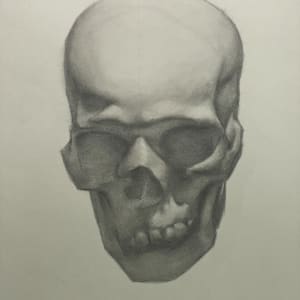 Skull Study, after Colleen Barry by Alan Douglas Ray