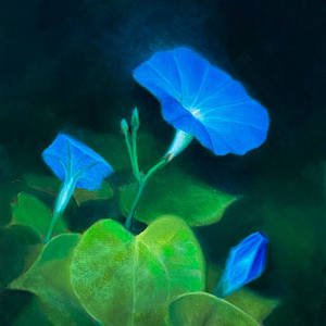 Three Morning Glories by Alan Douglas Ray
