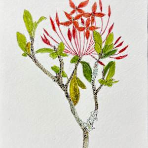 Red Ixora Flowers by Martha Lee Turner