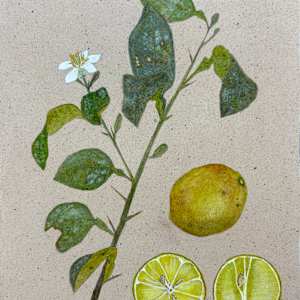 Lime Branch with Flower and Limes by Martha Lee Turner