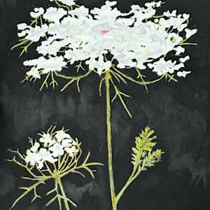 Queen Anne's Lace with Bud by Martha Lee Turner, Image 1.