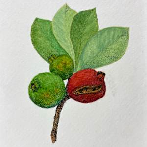 Red fruit by Martha Lee Turner