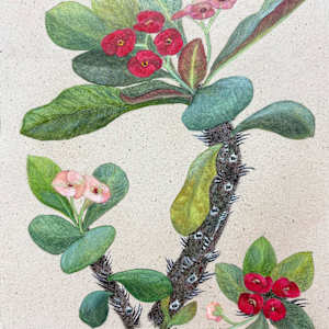 Red Crown of Thorns by Martha Lee Turner