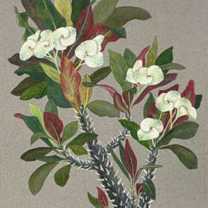 White Crown-of-Thorns 1 by Martha Lee Turner