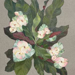 White Crown-of-Thorns 2 by Martha Lee Turner