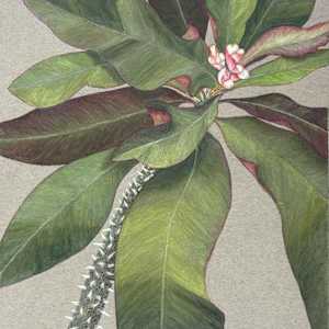 White Crown-of-Thorns 3 by Martha Lee Turner