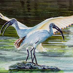 Sacred ibis pair, South Africa (Prints available) by David Whited