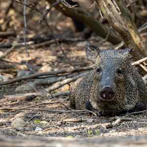 Peccaries (also known as javelinas), Texas, USA by David Whited