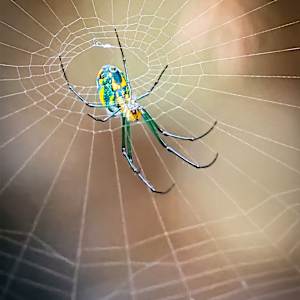 Mabel's orchard orb weaver, Ft. Lauderdale, Florida, USA by David Whited, Image 1.