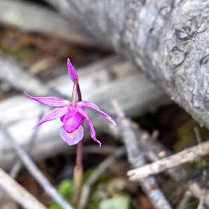 Calypso orchid, (fairy slipper orchid). by David Whited