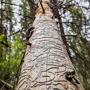 Beetle Art by David Whited