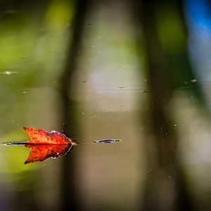 Autumn Solitude, Ohio, USA by David Whited, Image 1.