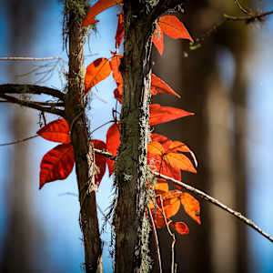 Poison Ivy in December, Ohio, USA by David Whited