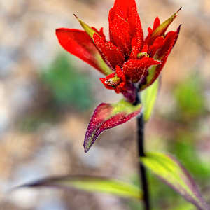 Indian Paintbrush by David Whited