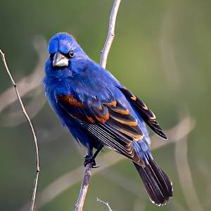 Blue grosbeak, Padre Island Convention Center, Texas, USA by David Whited, Image 1.