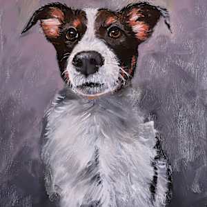 Kelly, an Aussie shepherd, cattle dog mix (Prints available) by David Whited