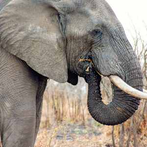 African elephant, Kruger National Park, South Africa by David Whited