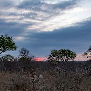South African sunset, Kruger National Park, South Africa by David Whited