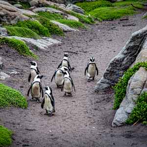 African penguins, West Coast National Park, South Africa by David Whited